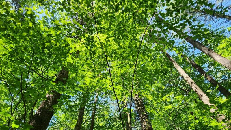 Whittemore Sanctuary - Woodbury, CT