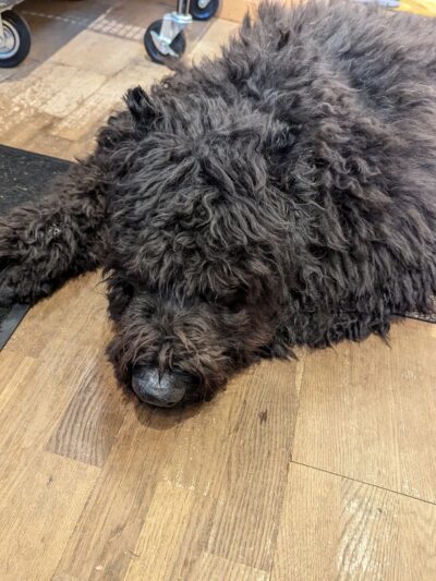 Woodbury Pet Commons - Woodbury, CT