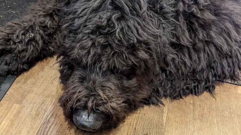 Woodbury Pet Commons - Woodbury, CT