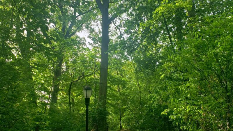Victory Field - Woodhaven, NY