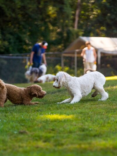 Sol's Dog Park - Members Only - Woodinville, WA