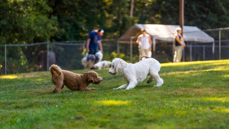 Sol's Dog Park - Members Only - Woodinville, WA