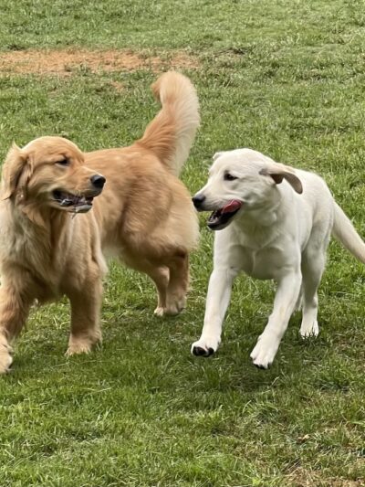 Sol's Dog Park - Members Only - Woodinville, WA