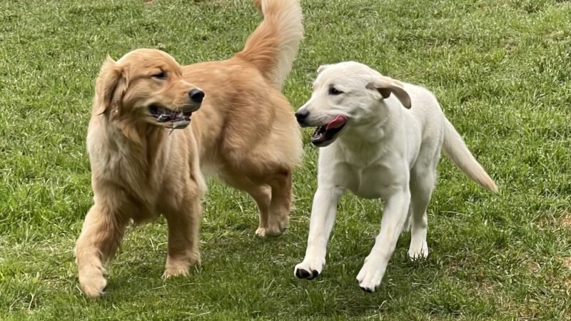 Sol's Dog Park - Members Only - Woodinville, WA