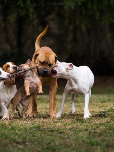 Sol's Dog Park - Members Only - Woodinville, WA