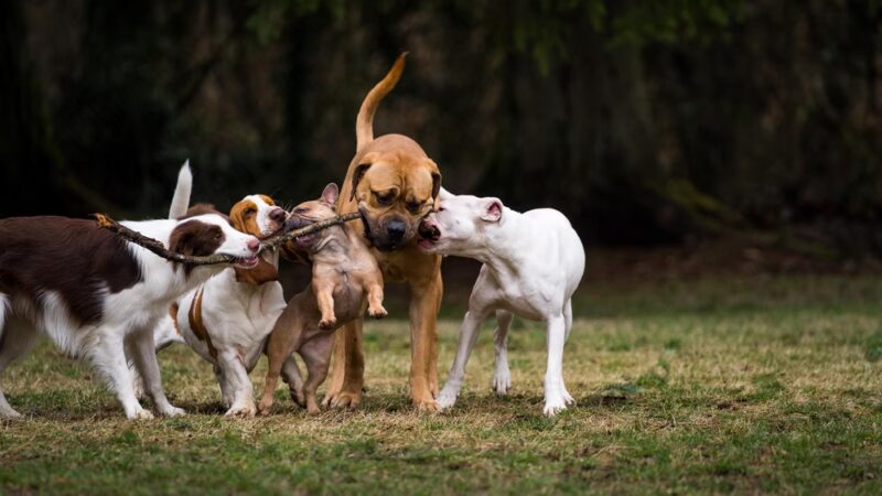 Sol's Dog Park - Members Only - Woodinville, WA