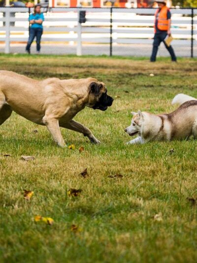 Sol's Dog Park - Members Only - Woodinville, WA