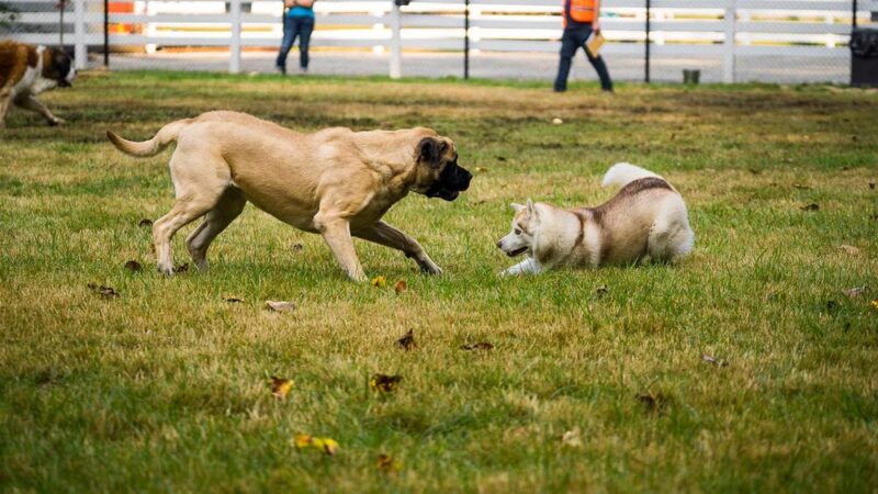 Sol's Dog Park - Members Only - Woodinville, WA