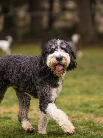 Sol's Dog Park - Members Only - Woodinville, WA