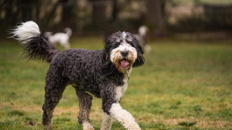 Sol's Dog Park - Members Only - Woodinville, WA