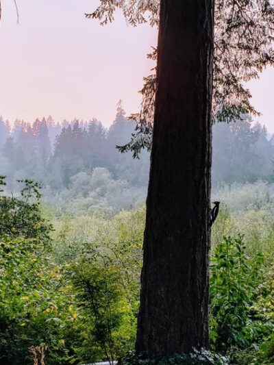 Woodin Glen Park - Woodinville, WA