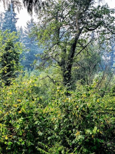 Woodin Glen Park - Woodinville, WA