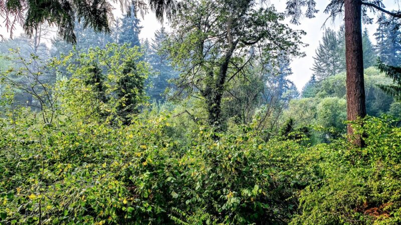 Woodin Glen Park - Woodinville, WA