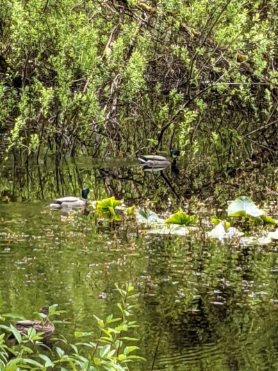 Woodin Glen Park - Woodinville, WA