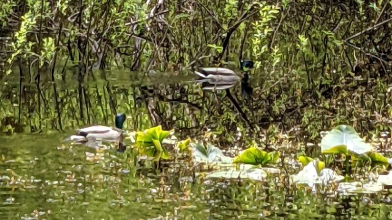 Woodin Glen Park - Woodinville, WA