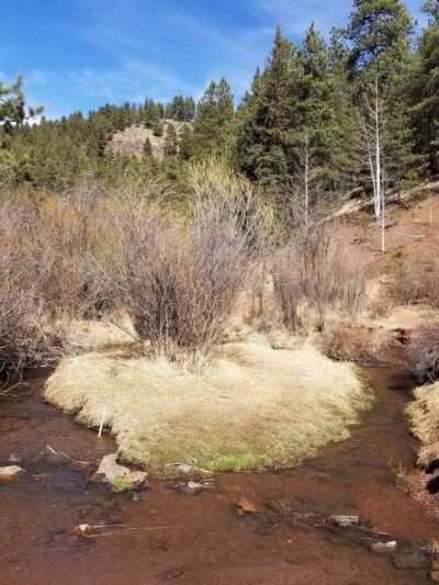 Troutman Creek Mule Creek Trail - Woodland Park, CO