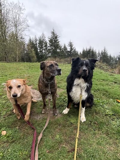 Woodland Woof House - Woodland, WA
