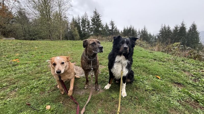 Woodland Woof House - Woodland, WA
