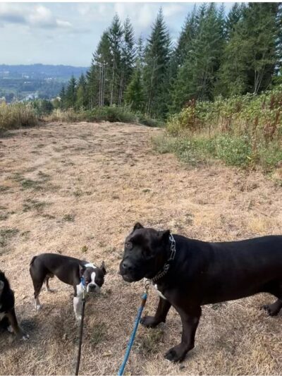 Woodland Woof House - Woodland, WA