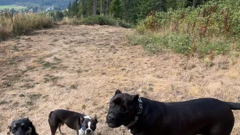Woodland Woof House - Woodland, WA