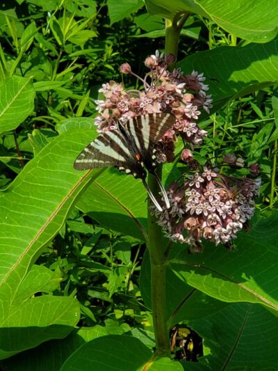 Woodlawn Park - Woodlawn, TN