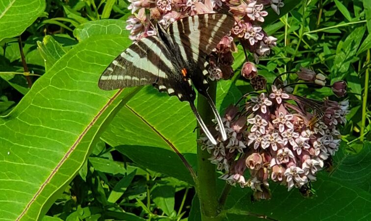 Woodlawn Park - Woodlawn, TN