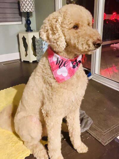 Canine Corner - Woodridge, IL - Woodridge, IL