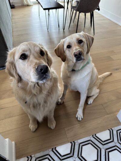 Canine Corner - Woodridge, IL - Woodridge, IL