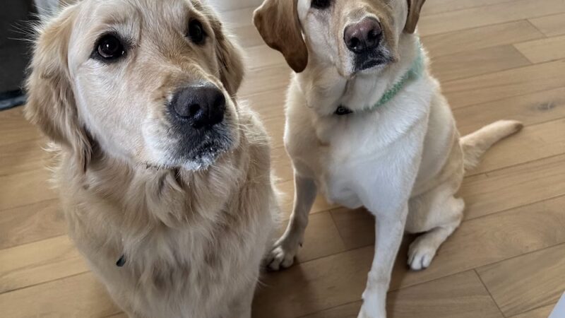 Canine Corner - Woodridge, IL - Woodridge, IL