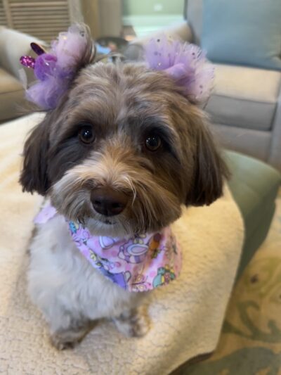 Canine Corner - Woodridge, IL - Woodridge, IL