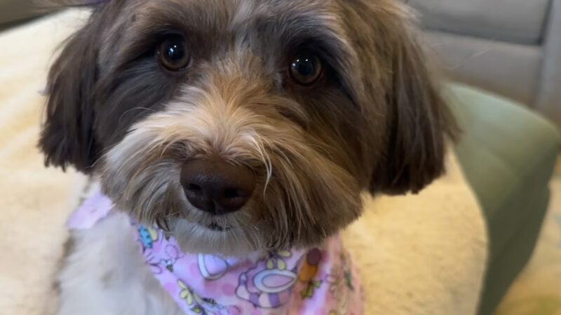 Canine Corner - Woodridge, IL - Woodridge, IL