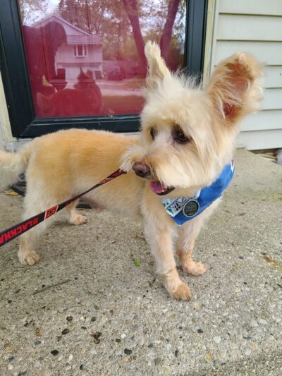 Canine Corner - Woodridge, IL - Woodridge, IL
