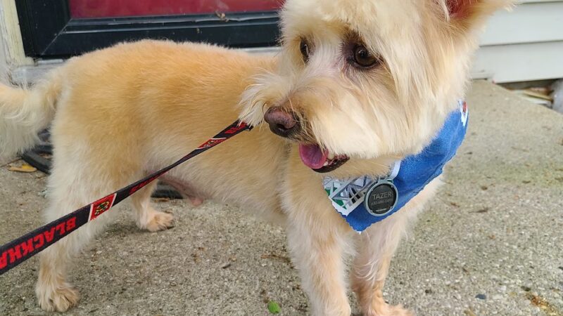 Canine Corner - Woodridge, IL - Woodridge, IL
