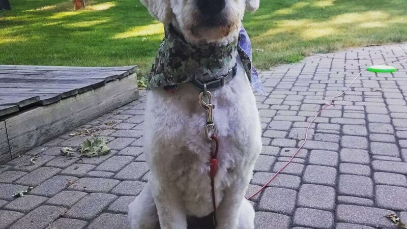 Canine Corner - Woodridge, IL - Woodridge, IL