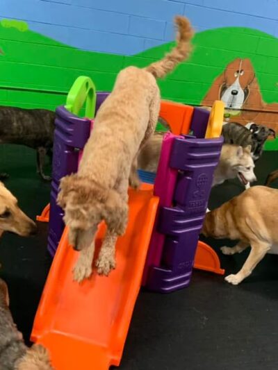 Dogtastic Fun - Woodridge, IL