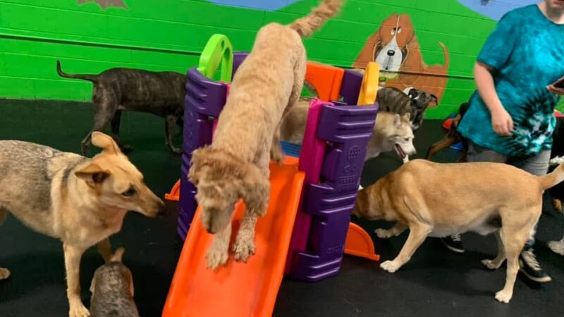 Dogtastic Fun - Woodridge, IL
