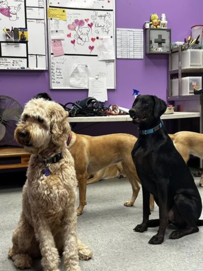 Dogtastic Fun - Woodridge, IL