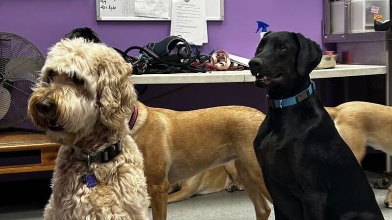 Dogtastic Fun - Woodridge, IL