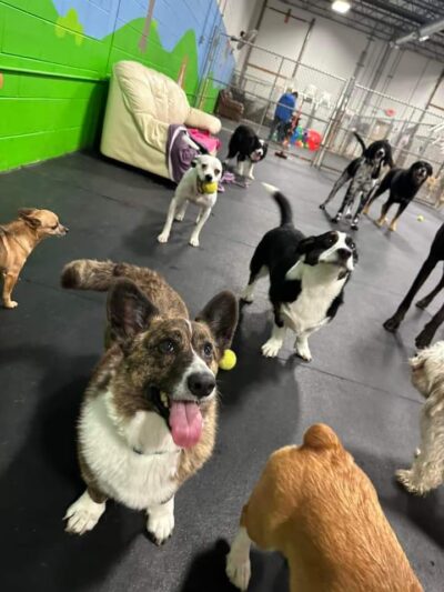 Dogtastic Fun - Woodridge, IL