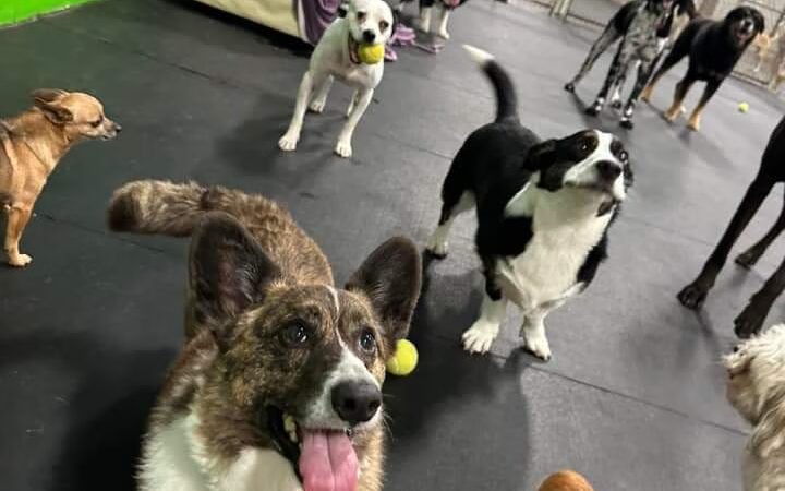 Dogtastic Fun - Woodridge, IL