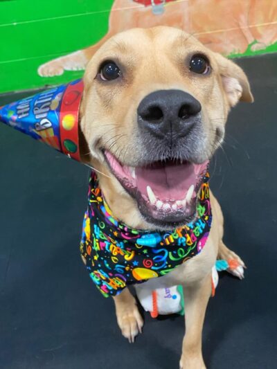 Dogtastic Fun - Woodridge, IL