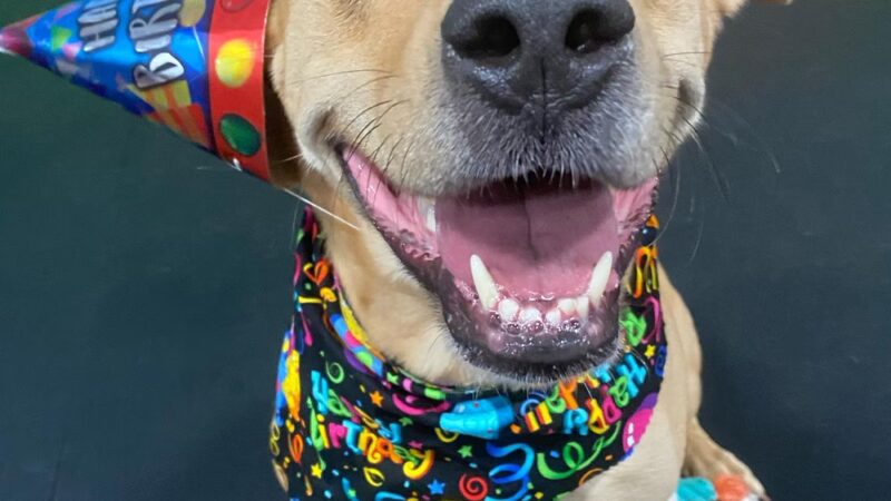 Dogtastic Fun - Woodridge, IL