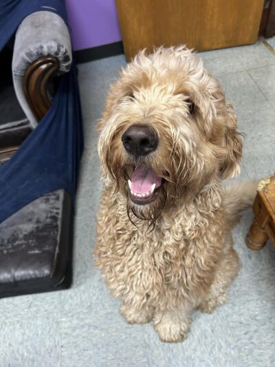 Dogtastic Fun - Woodridge, IL