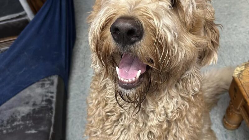 Dogtastic Fun - Woodridge, IL