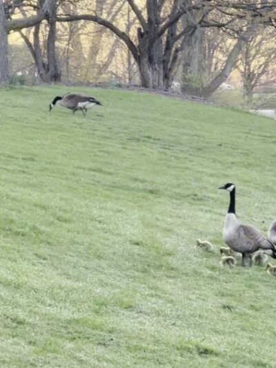 Lake Harriet Park - Woodridge, IL