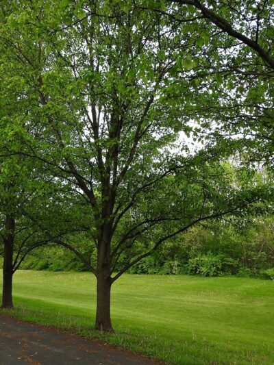 Summer Hill Park - Woodridge, IL