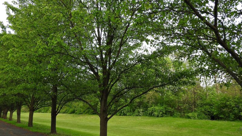 Summer Hill Park - Woodridge, IL