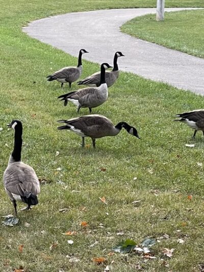 Sunnydale Park - Woodridge, IL