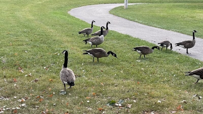 Sunnydale Park - Woodridge, IL
