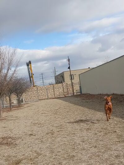 Foxboro Dog Park - Woods Cross, UT